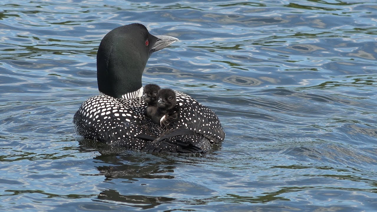 Plongeon huard avec 2 petit bébés - 4K