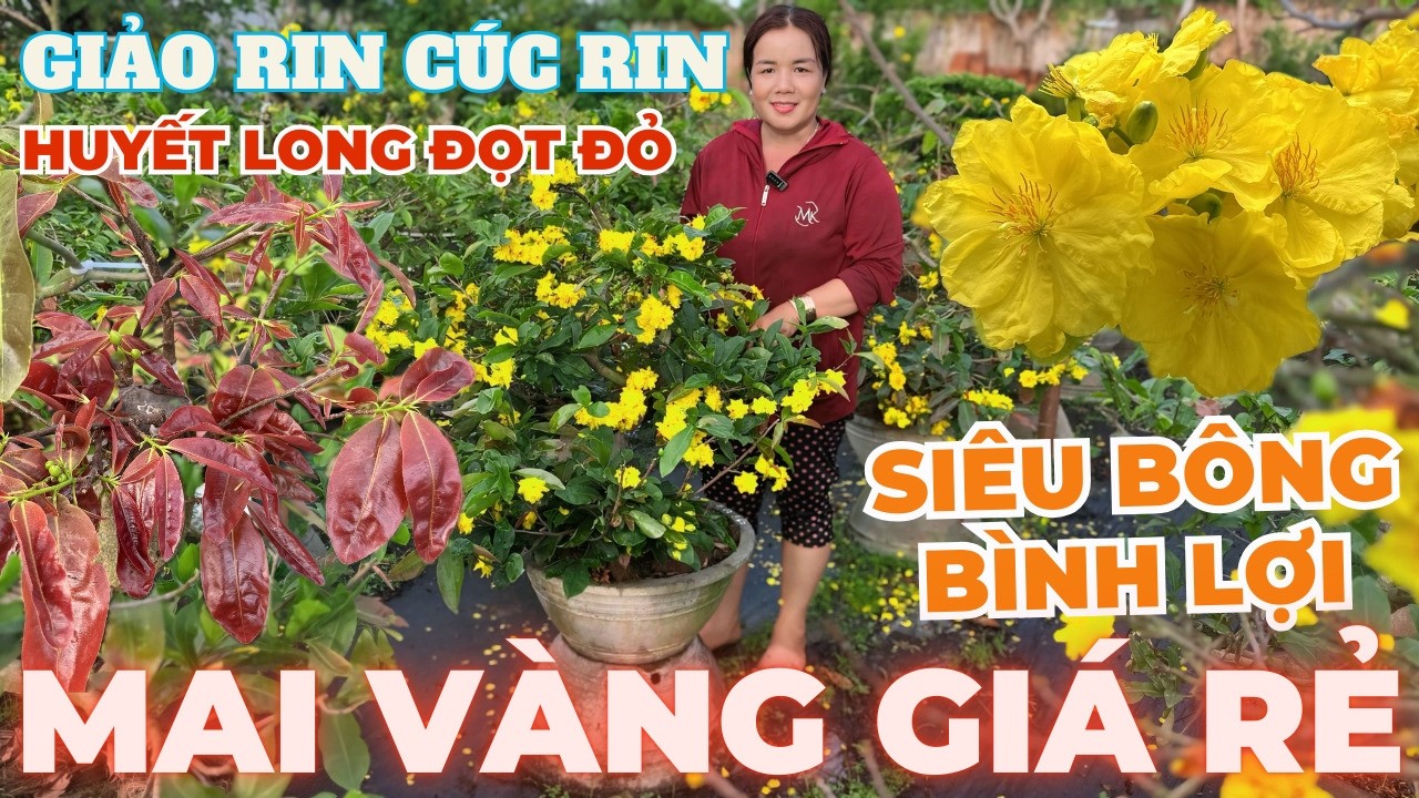 28-02 CHỊ PHƯƠNG Giao Lưu Mai Vàng Giá Rẻ, Siêu Bông Bình Lợi, Huyết Long Đọt Đỏ... • THÀNH TRỌNG LÊ