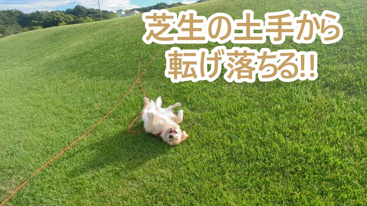 全力で遊んで芝生の土手から転げ落ちる。ゴールデンレトリバーティト