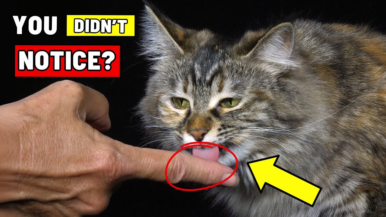 9 Nice Things Your Cat Does for You - But You Ignore Them