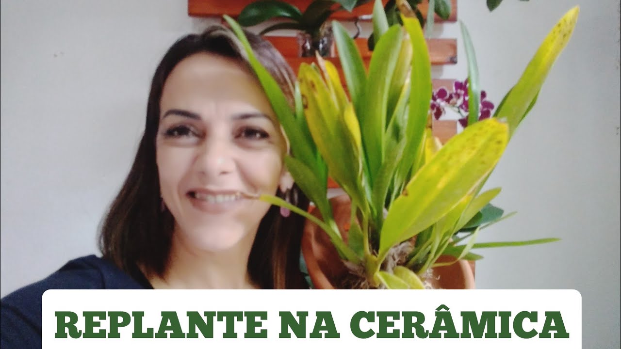 ONCIDIUM SHERRY BABY! REPLANTE EM PRATO DE CERÂMICA 🍀🙏