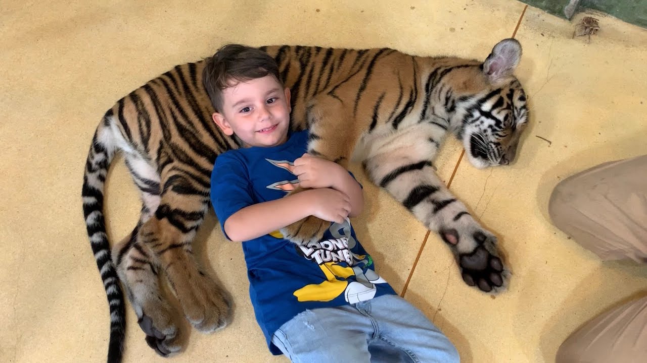 Yusuf gerçek sevimli kaplanlarla arkadaş olduu😍🐯Hiç korkmadı hep sevdi okşadı🐯