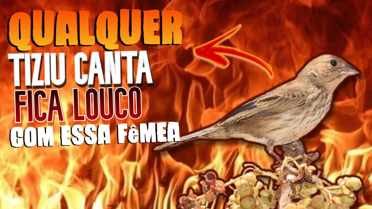 PIADO DE FÊMEA DE TIZIU PARA ENLOUQUECER E ESQUENTAR SEU TIZIU AGORA MESMO Ao VIVO AGORA !