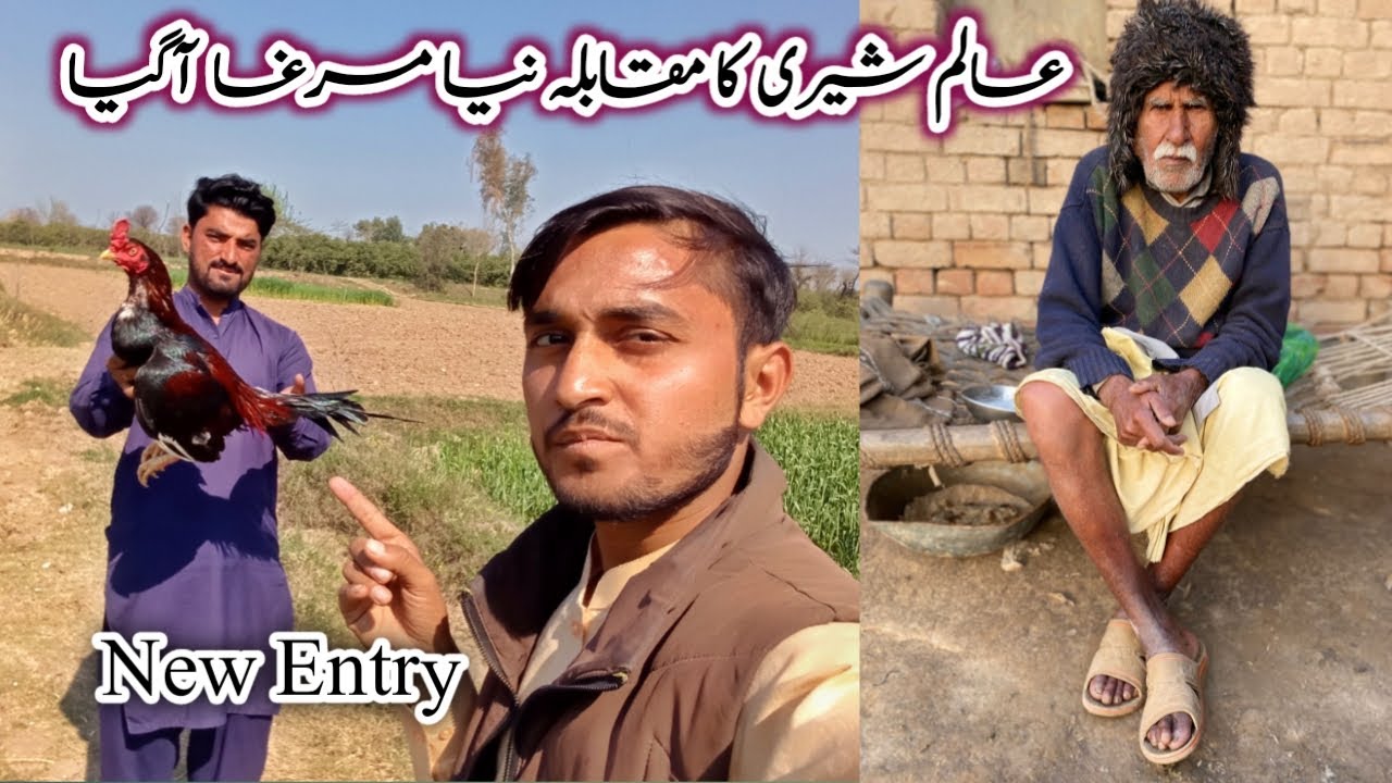 5 Lakhiya Murga Baazi For Alam Sheri || New Birds Entry In Aseel Farm || New Murga Aseel Farm