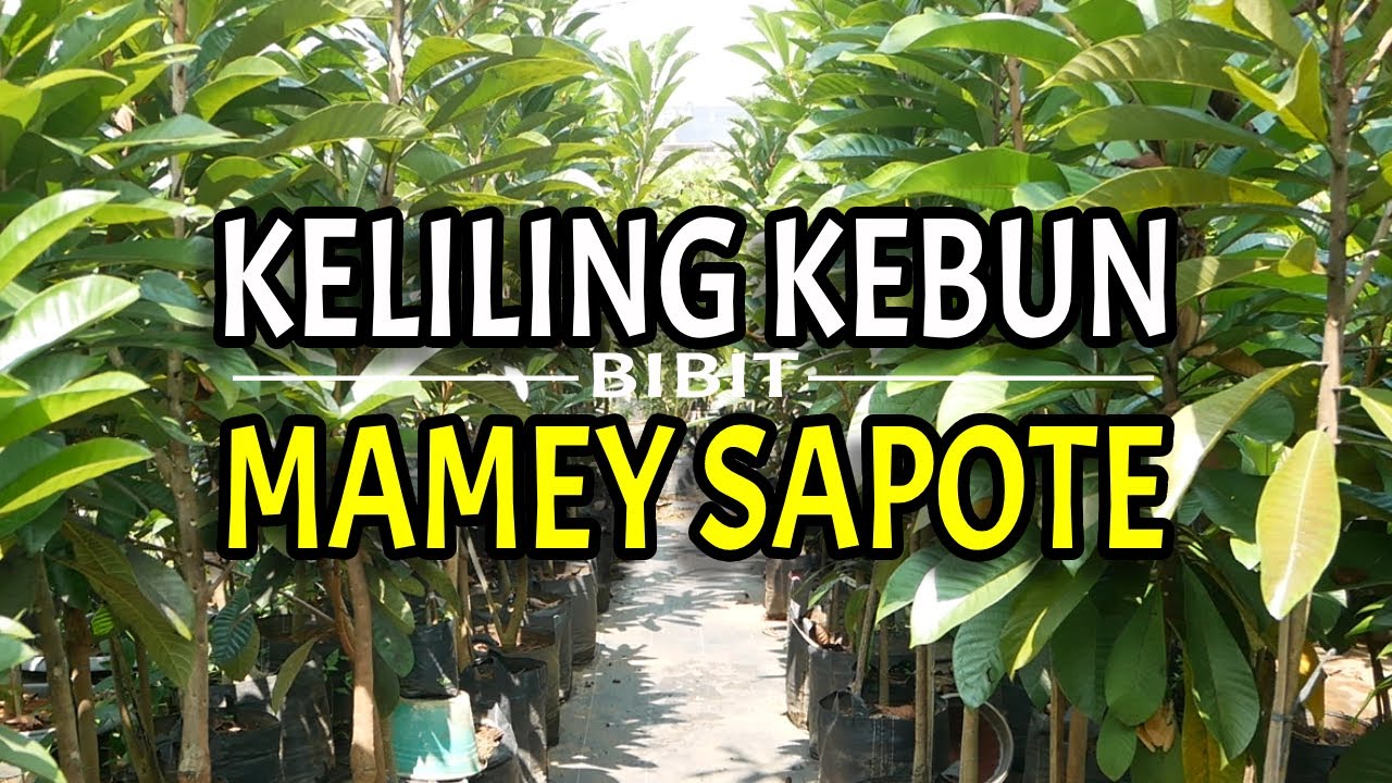 Berbagai Varietas Mamey Sapote Sudah Besar