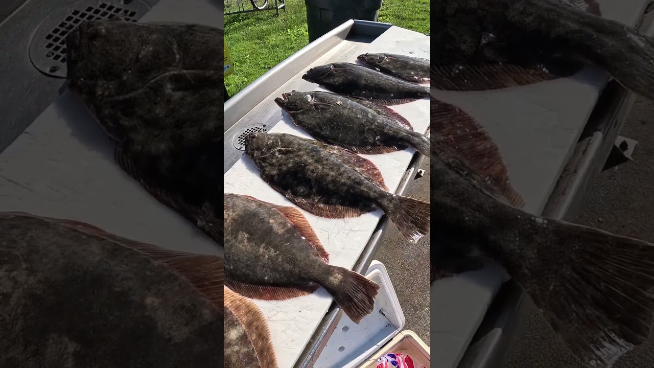 2 Man Limit of NJ Fluke #fishing #flukefishing #angler #catchandcook