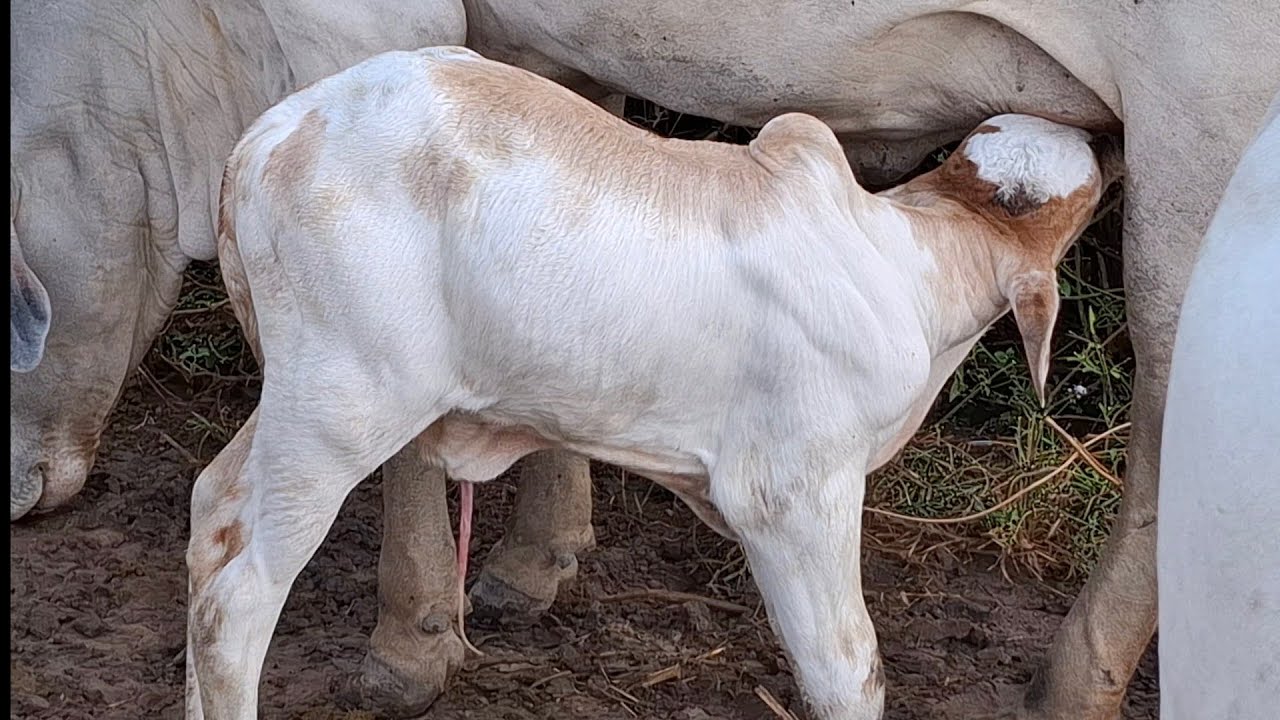 VACA PARIDA@ COME&Ccedil;OU NASCER A SAFRA DE BEZERRO 2025.