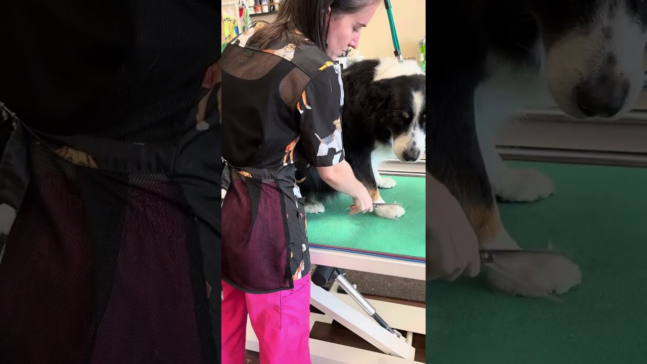 IPG ACPG Double Coated Dog Practical Exam - 2