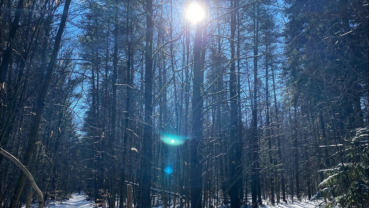 30 Minute Crisp Forest Sounds. Trees Cracking~Howling Wind~Snow Falling.Sleep&Meditate
