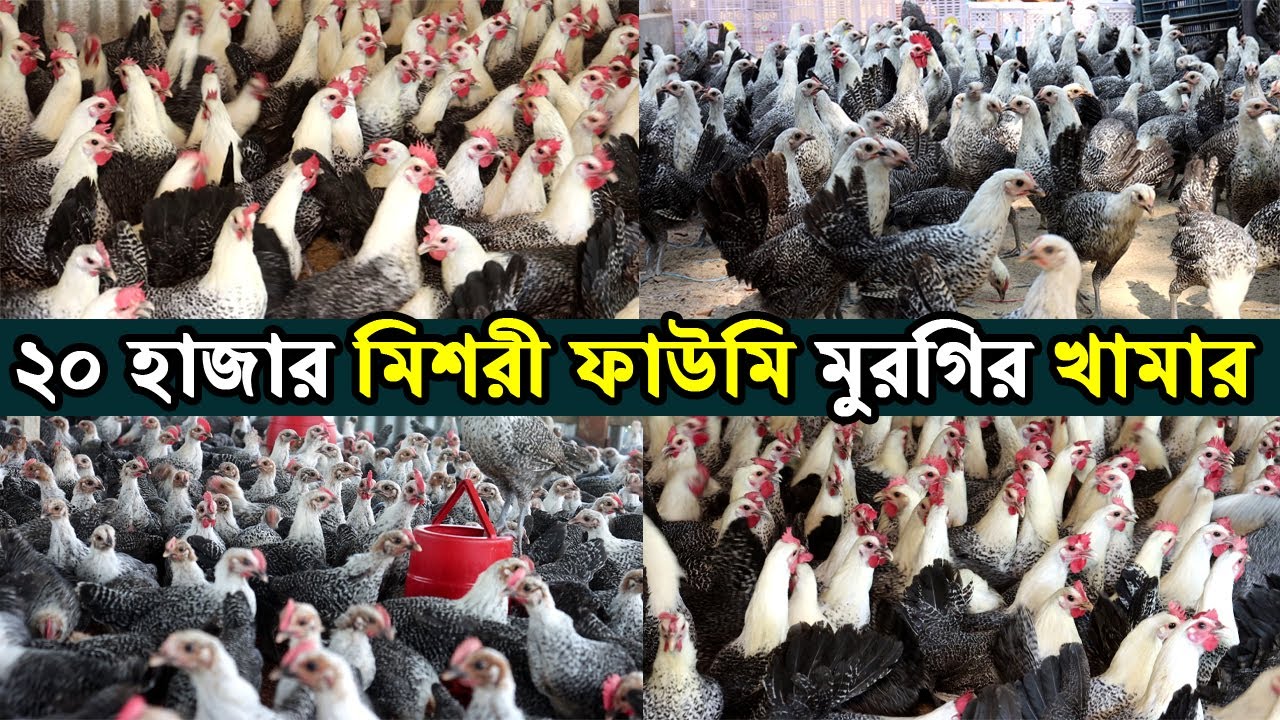 ২০ হাজার মিশরী ফাউমি মুরগির খামার। ডিমের রাজা ফাউমি মুরগি পালনে লক্ষ টাকা আয়।