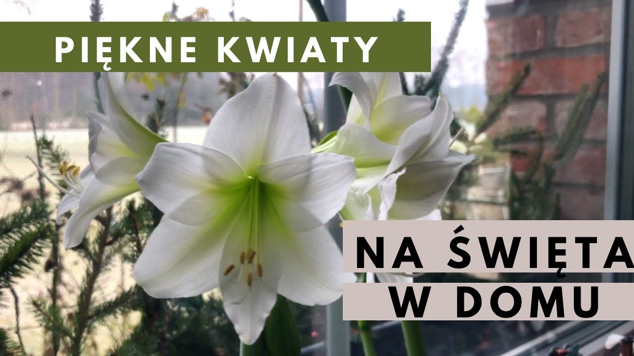Amarylis, a właściwie hippeastrum - uprawa