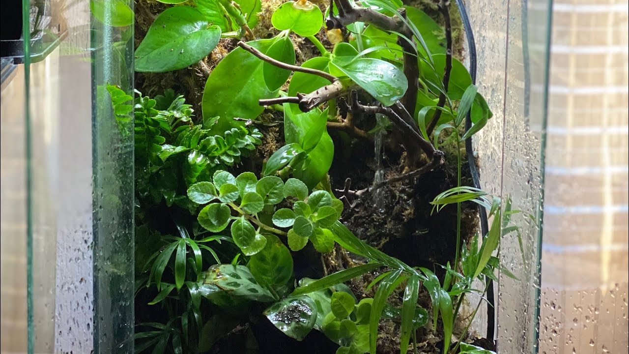 PALUDARIO CON CASCADA💦, paredes de MUSGO y PLANTAS CARNIVORAS.🪴