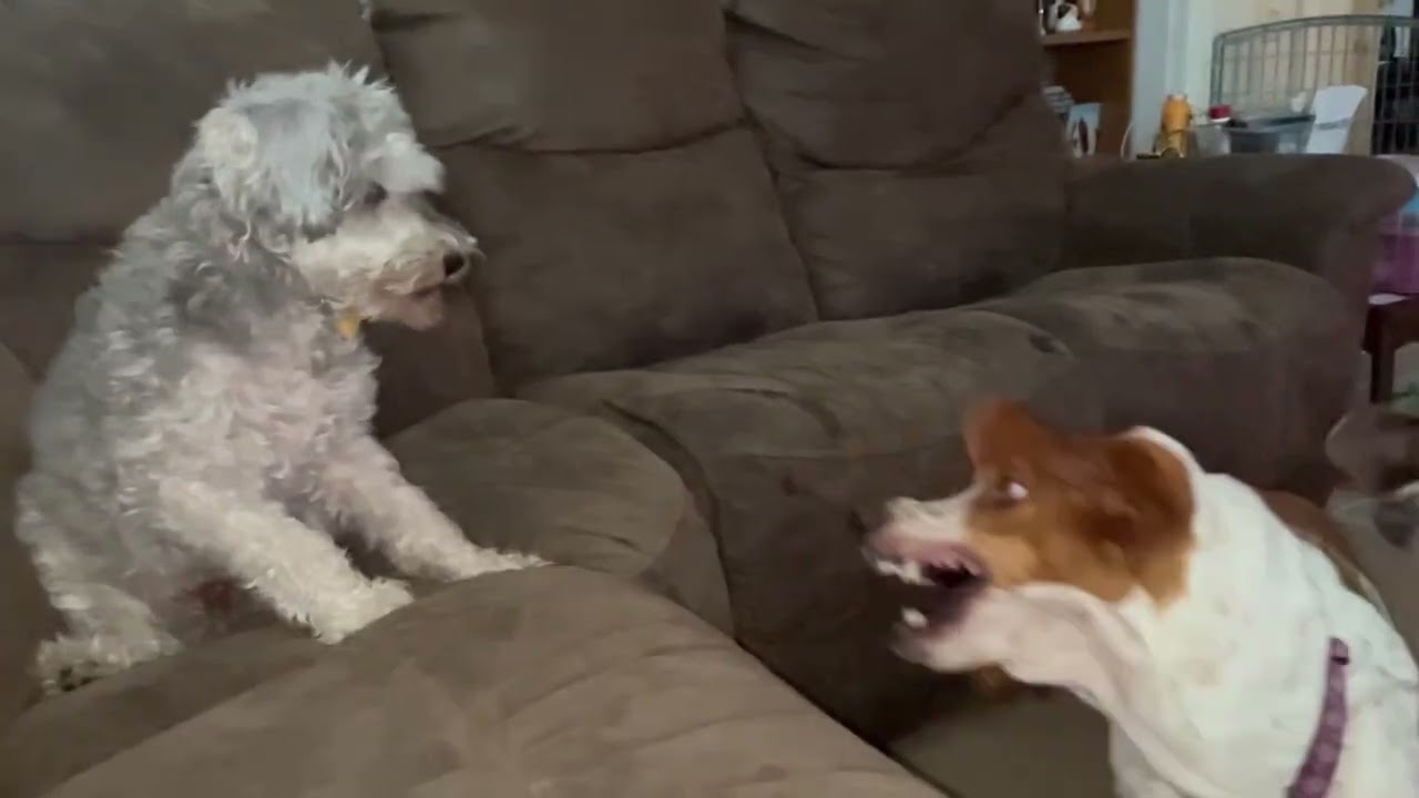 Basset Hounds Playing Slow Motion IMG 3856