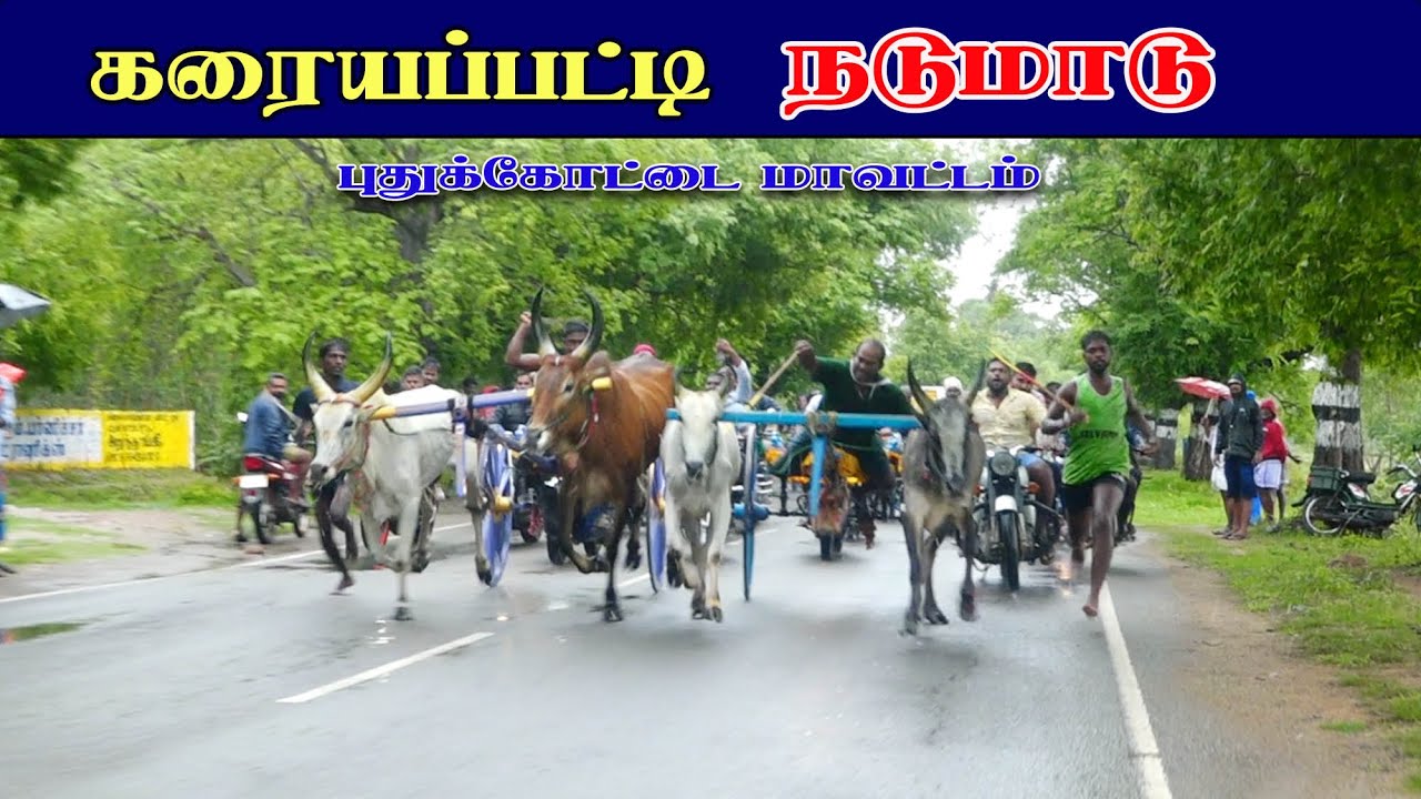 🔴LIVE:22.10 .2025|கரையப்பட்டி-||| பெரிய மாடு பந்தயம்