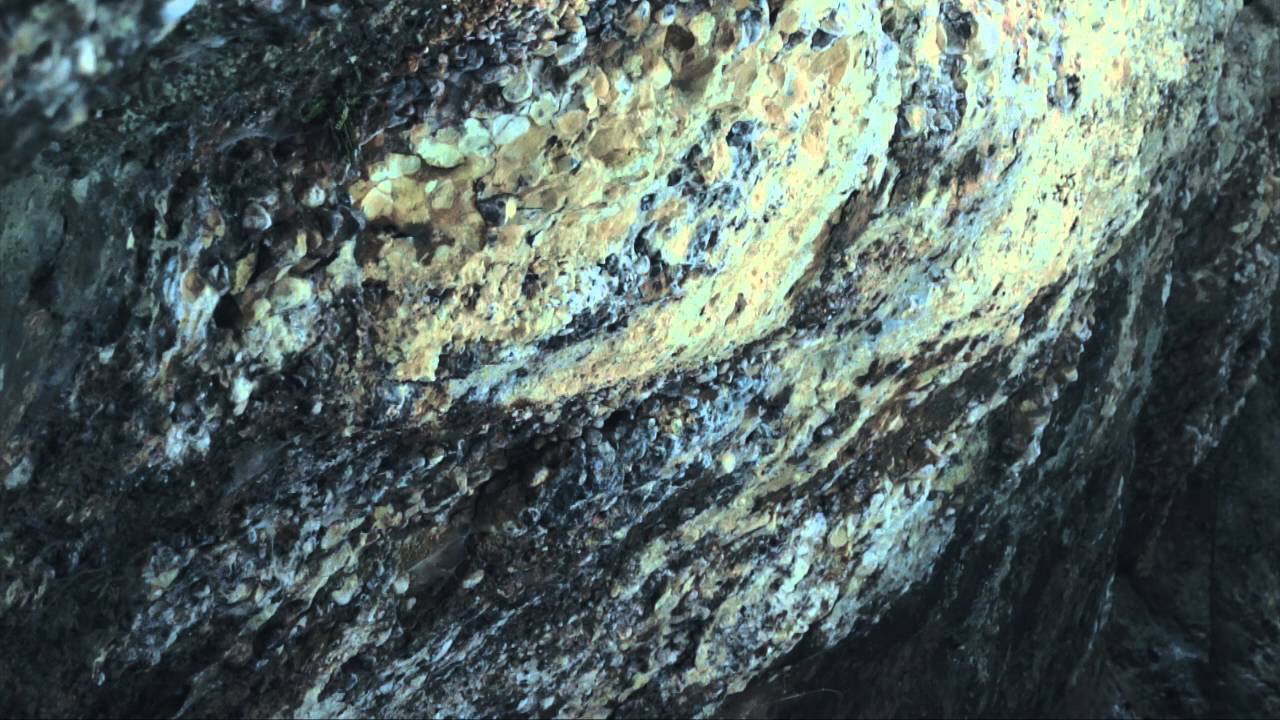 ¡Gracias por vuestro impulso! (ánima invernia foresta)