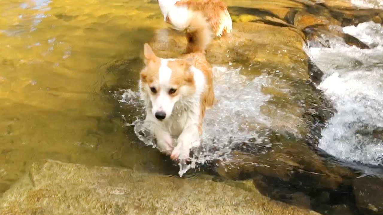 머쓸 코기들의 벌크업 비결 🏊‍♂️ Secrets of Bulk Up of Muscular Corgis