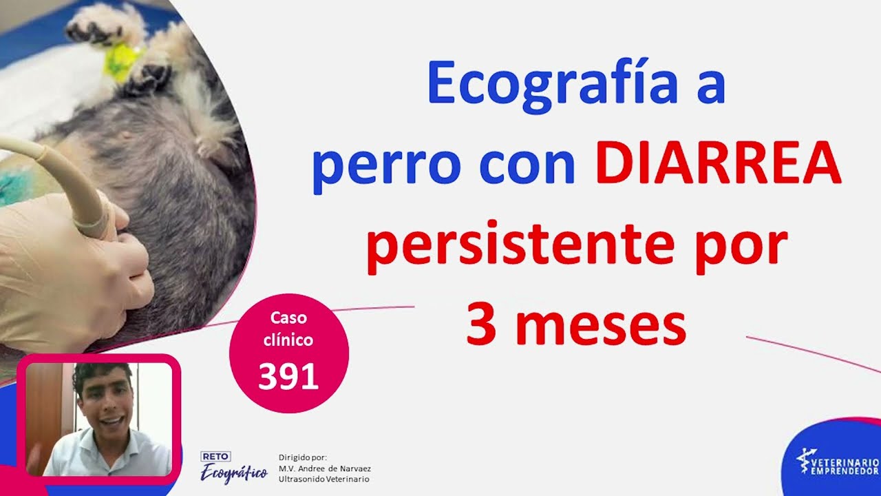 CASO CLÍNICO: Ecografía a perro con diarrea persistente por 3 meses