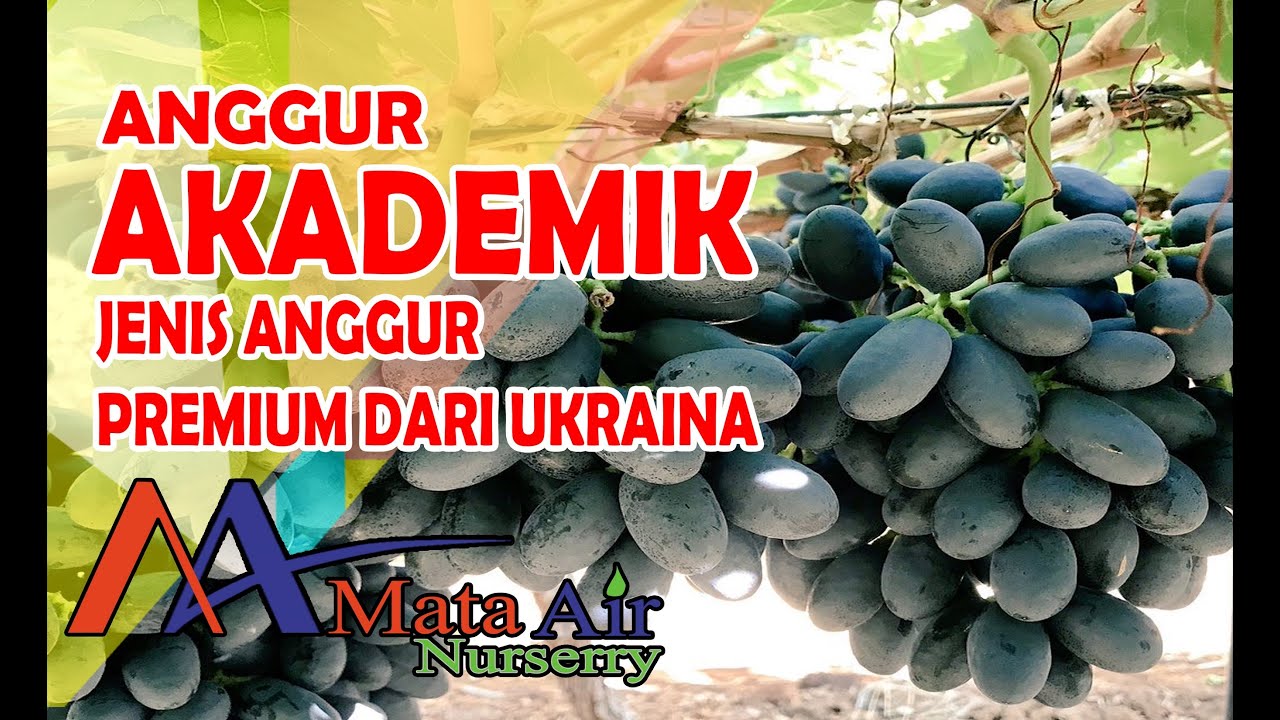INILAH ANGGUR AKADEMIK JENIS ANGGUR IMPORT PREMIUM DARI UKRAINA