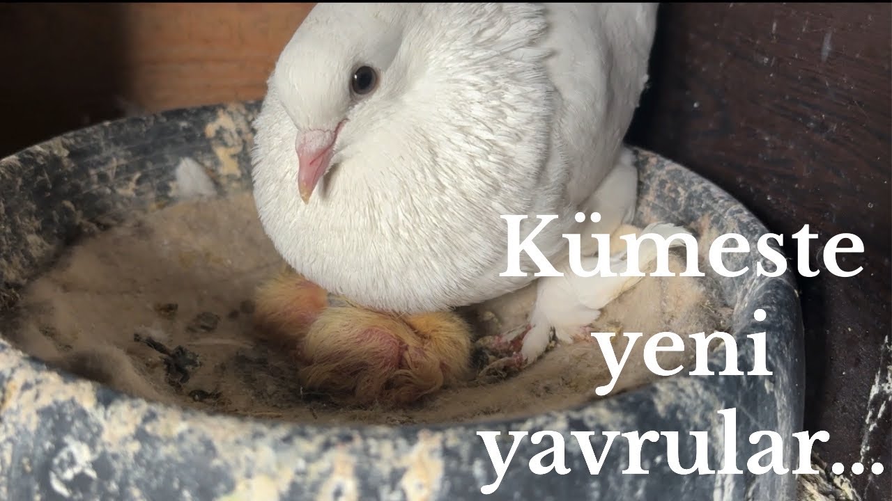 Kümeste Ala ile beyazın yavruları yumurtadan çıktı! 🐣 Uçan Yavrular taklayı çevirmeye başladı! 💪