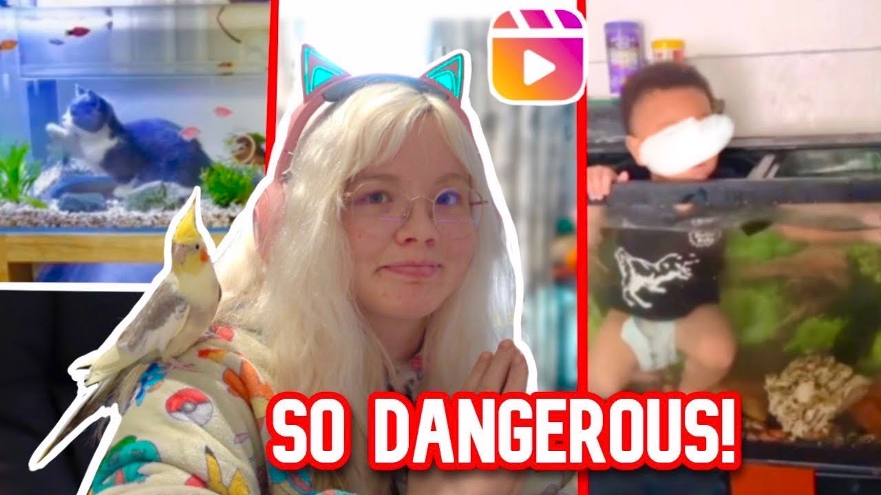 ENDANGERING Pets & CHILDREN for Clout?