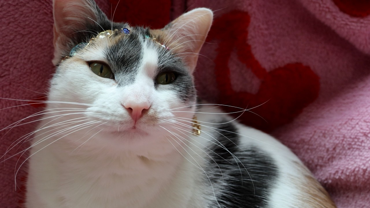 Cat wears the infinity stones