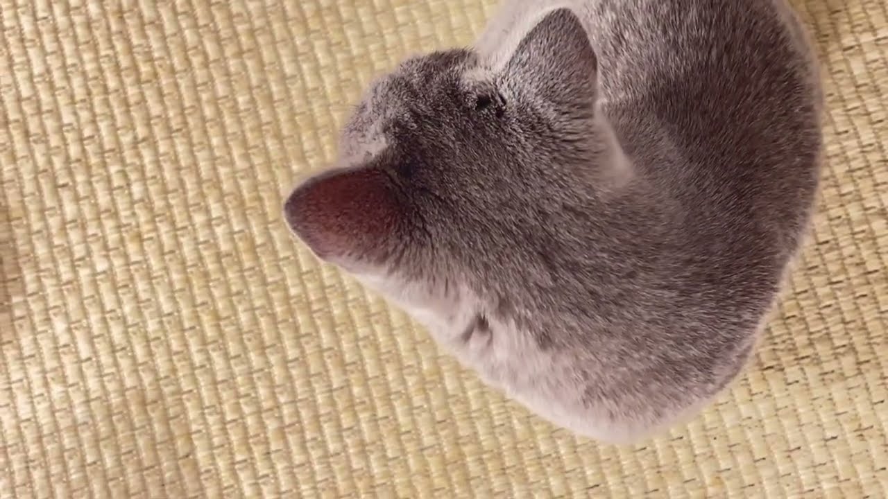 Sweet Asher - Soft Cat Moments for When You Need a Break