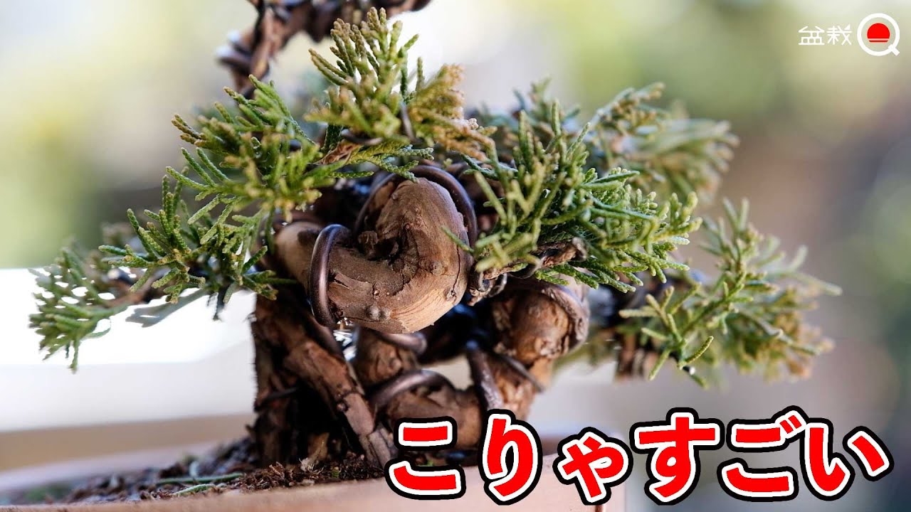 【真柏】畳んで太幹（風）作ったら将来化けそうな木になりました【盆栽Q】