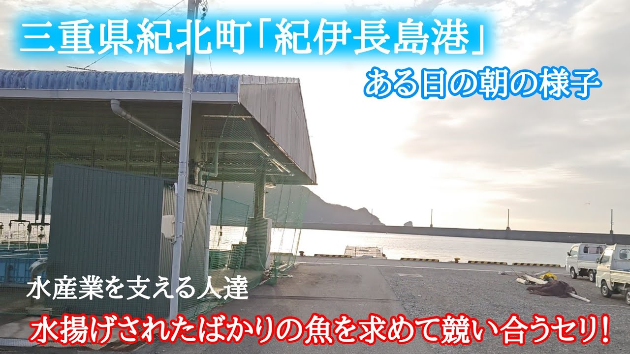 三重県紀北町にある「紀伊長島港」のある日の朝の様子
