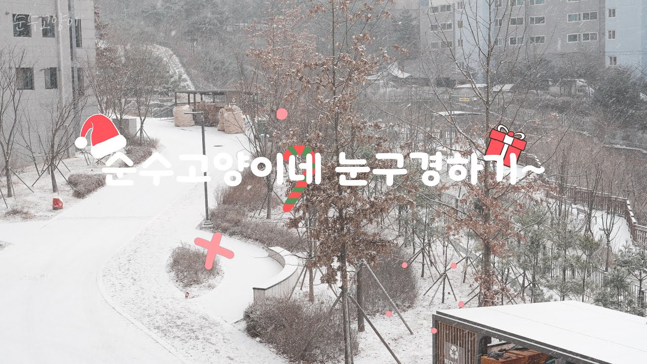 순수고양이 + 화이트 크리스마스