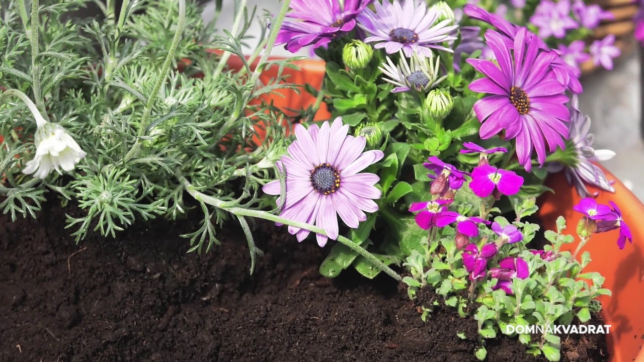 Kombinacije trajnica za šareniji vrt