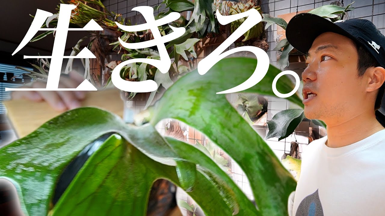 【改心】枯れかけの大事な植物を救います[ビカクシダ][塊根植物][アガベ]