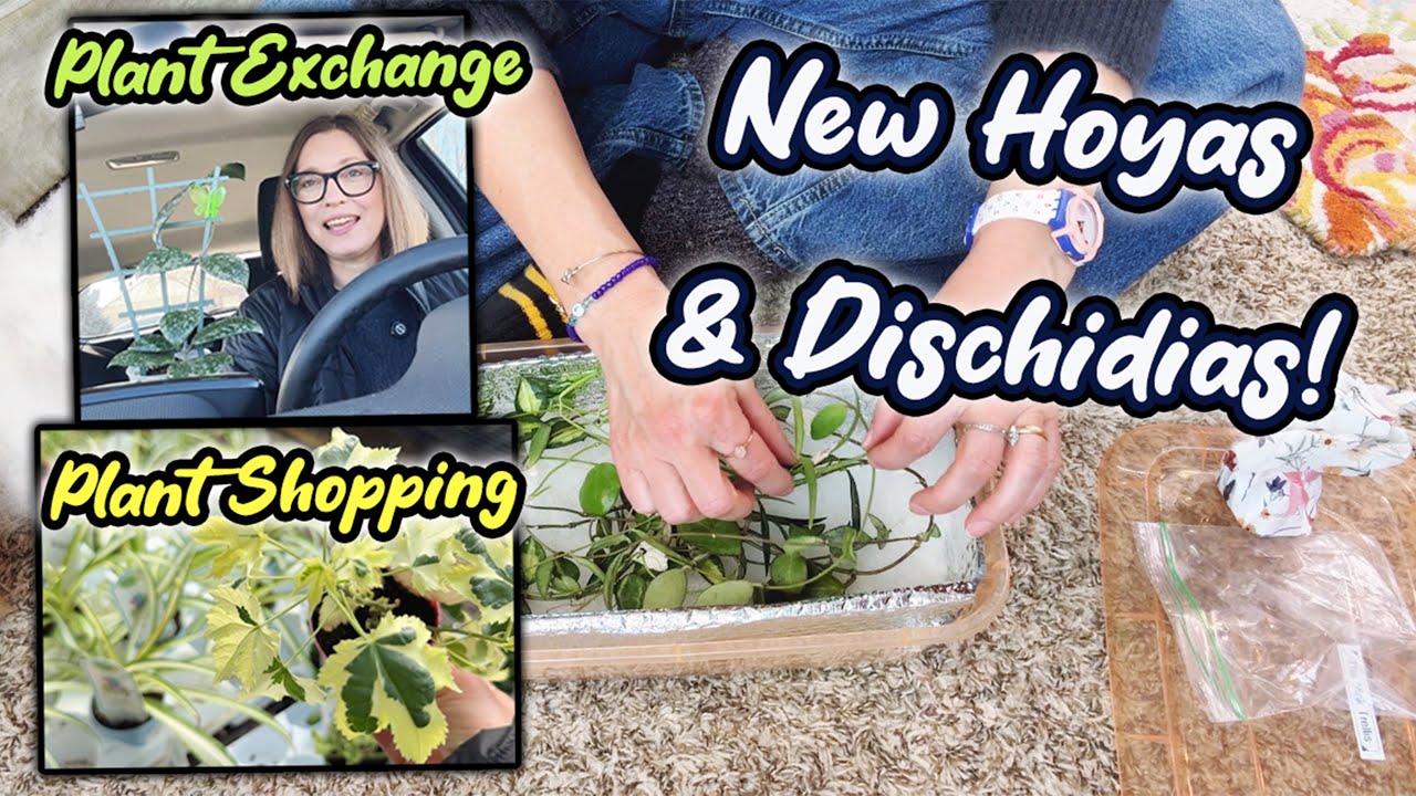 New Hoyas and Dischidias | Plant Exchange | Plant and Planter Shopping and Houseplant Haul