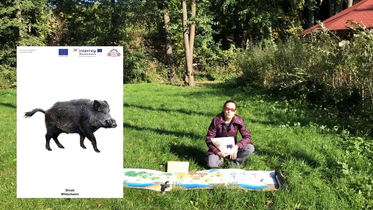 Stopy zvierat v zime