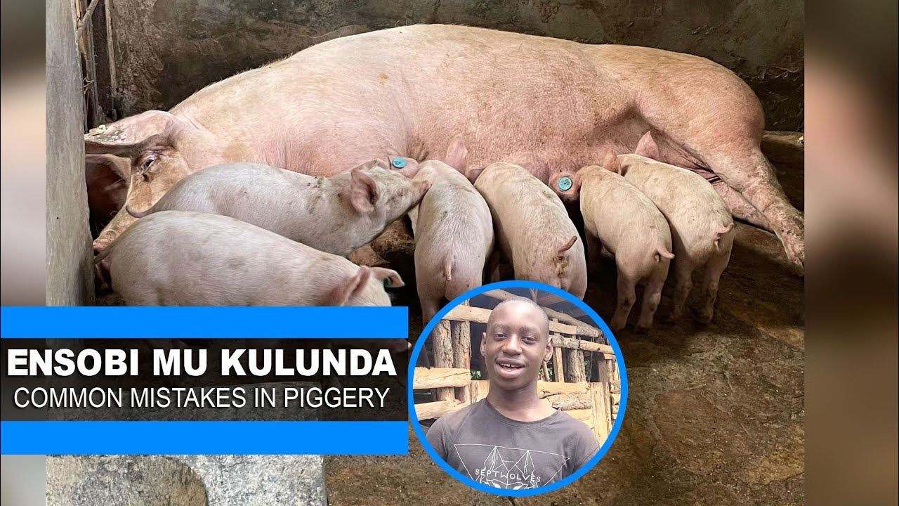 3 Common Mistakes made in piggery Farmers in the  beginning / Esobi ezikolebwa mukutandika okulunda