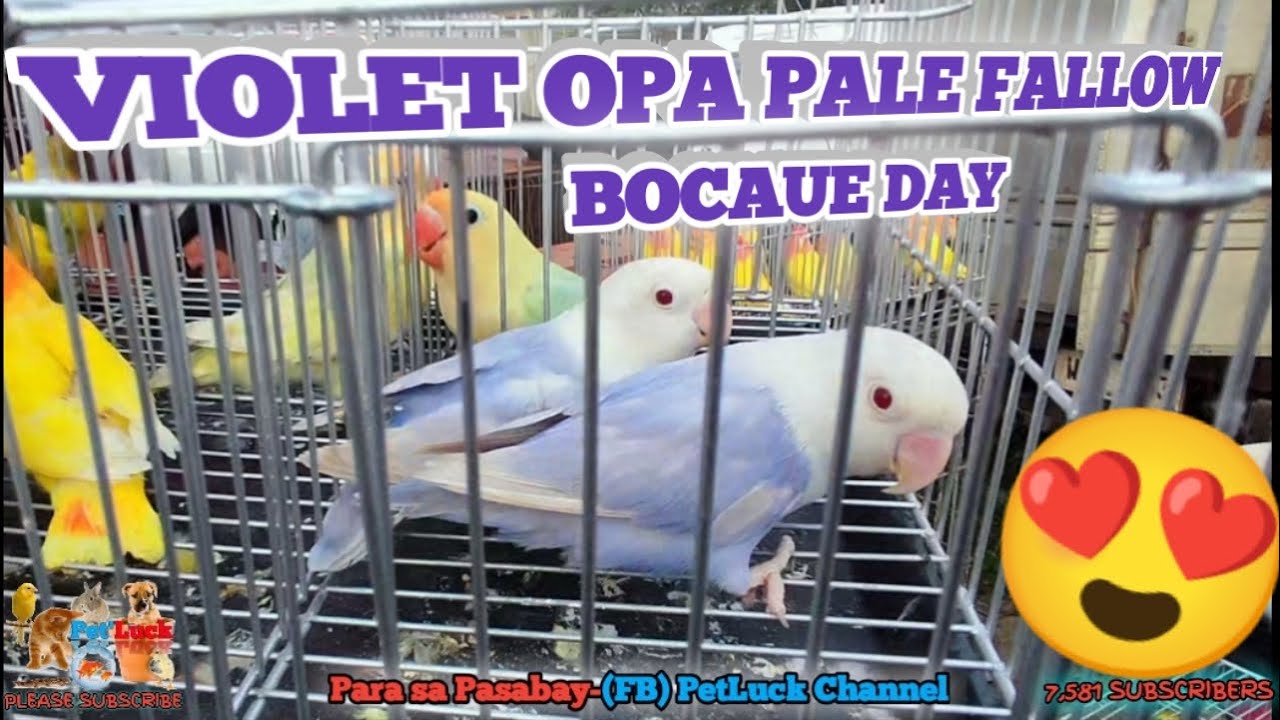 VIOLET OPALINE PALE FALLOW SOBRANG GANDA MERON DITO SA BOCAUE BULACAN PET MARKET