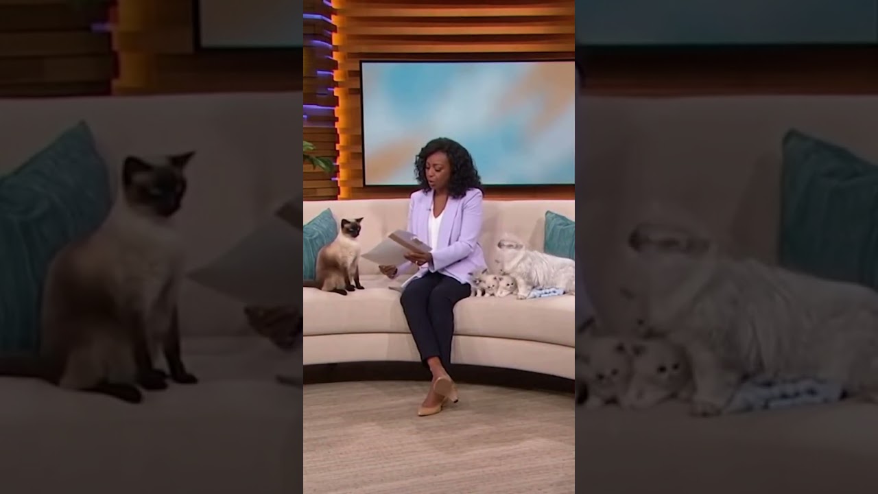 Cat DNA Test Drama! 🐈 Is He The Father?