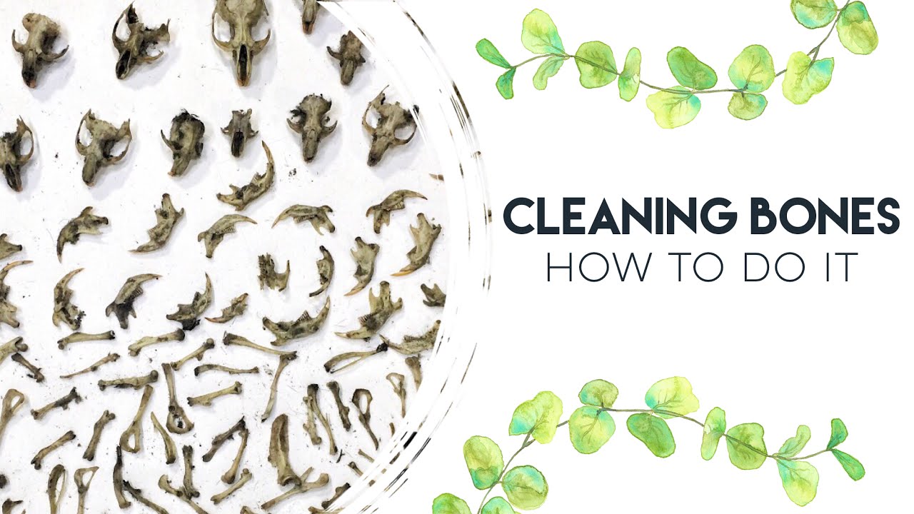 HOW TO CLEAN BONES & DISSECT OWL PELLETS