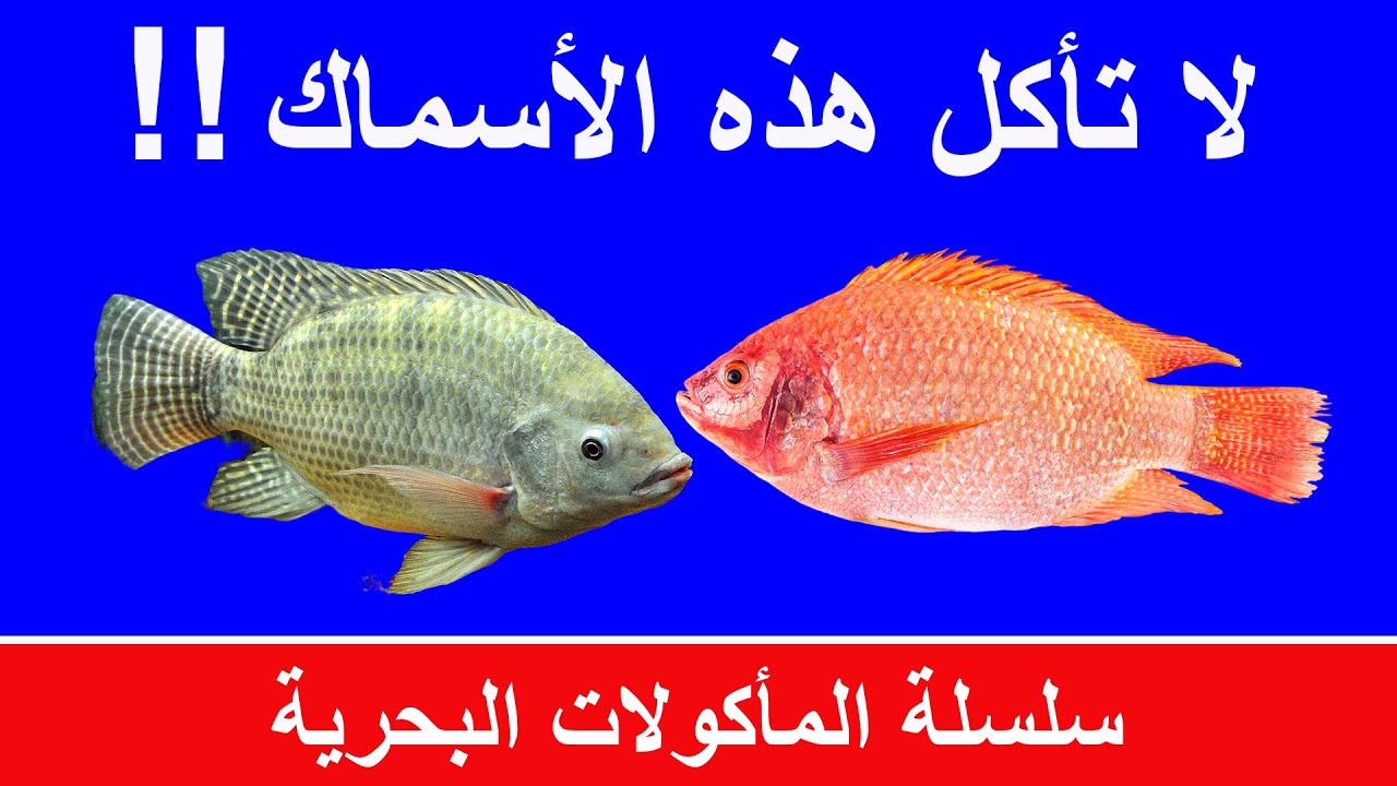 أخطار أسماك المزارع | أضرار سمك الكارب و البلطي | أسماك تسبب أمراض خطيرة