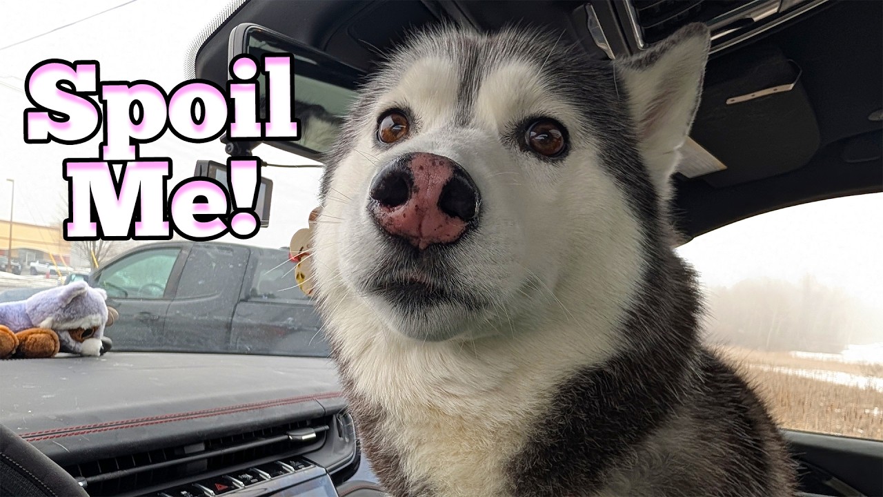 Kira’s Special Solo Day! 🍦 Nuggets, Pup Cups, and Pet Stores!