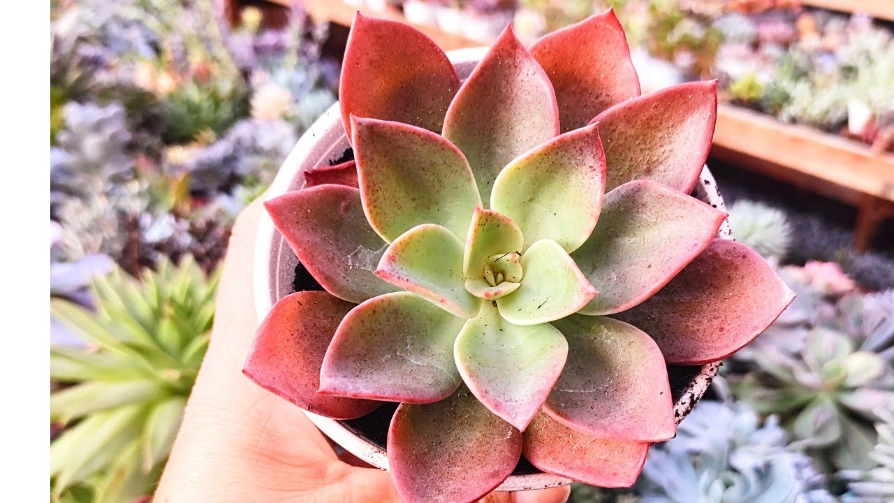 Top 10 Suculentas da semana Echeveria sitifukumiama, glória, roseo grandis, merida, Lulu, halbingeri