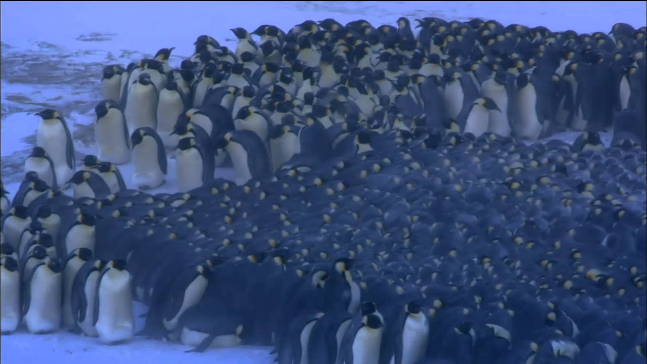 Императорские пингвины сбиваются в кучу, чтобы согреться | Nature на PBS