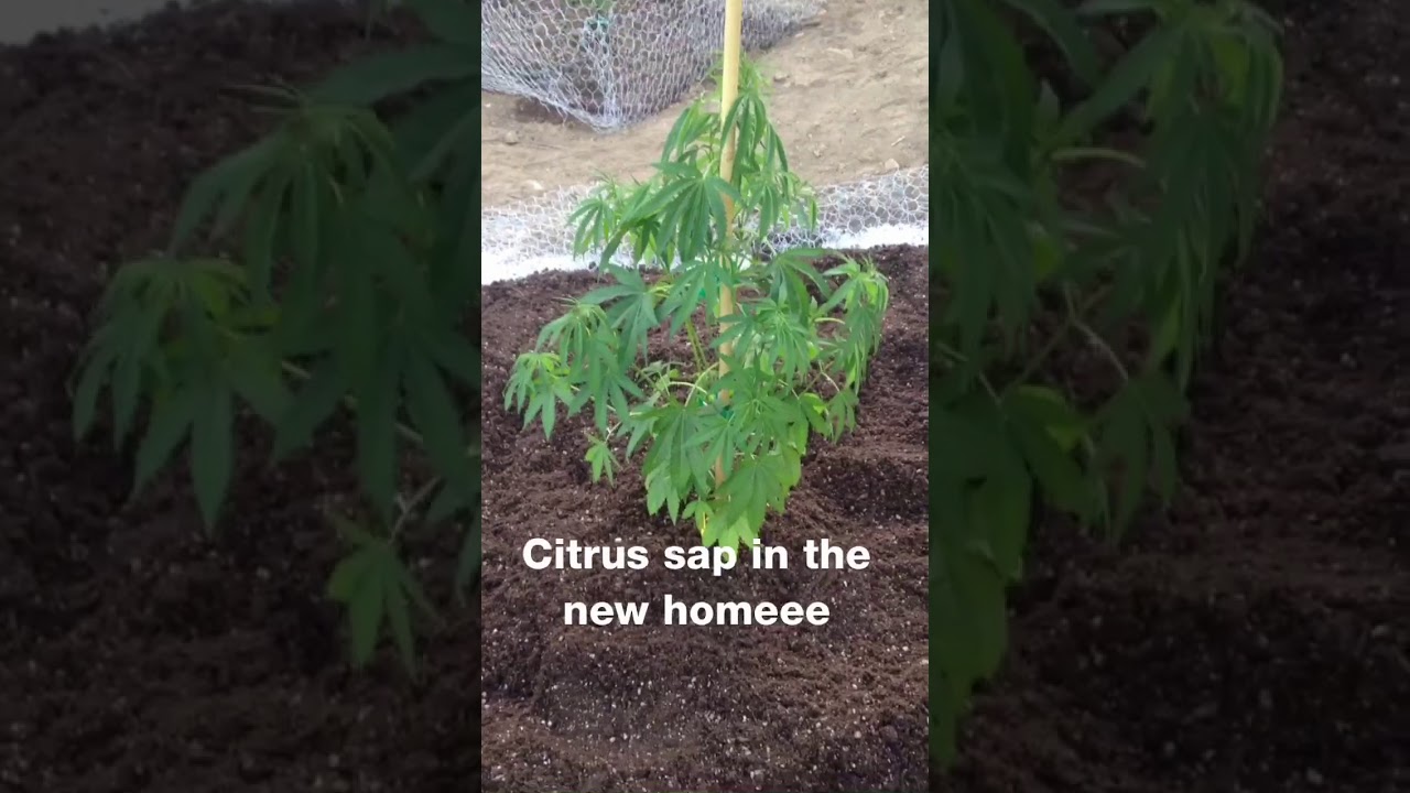 Citrus sap time