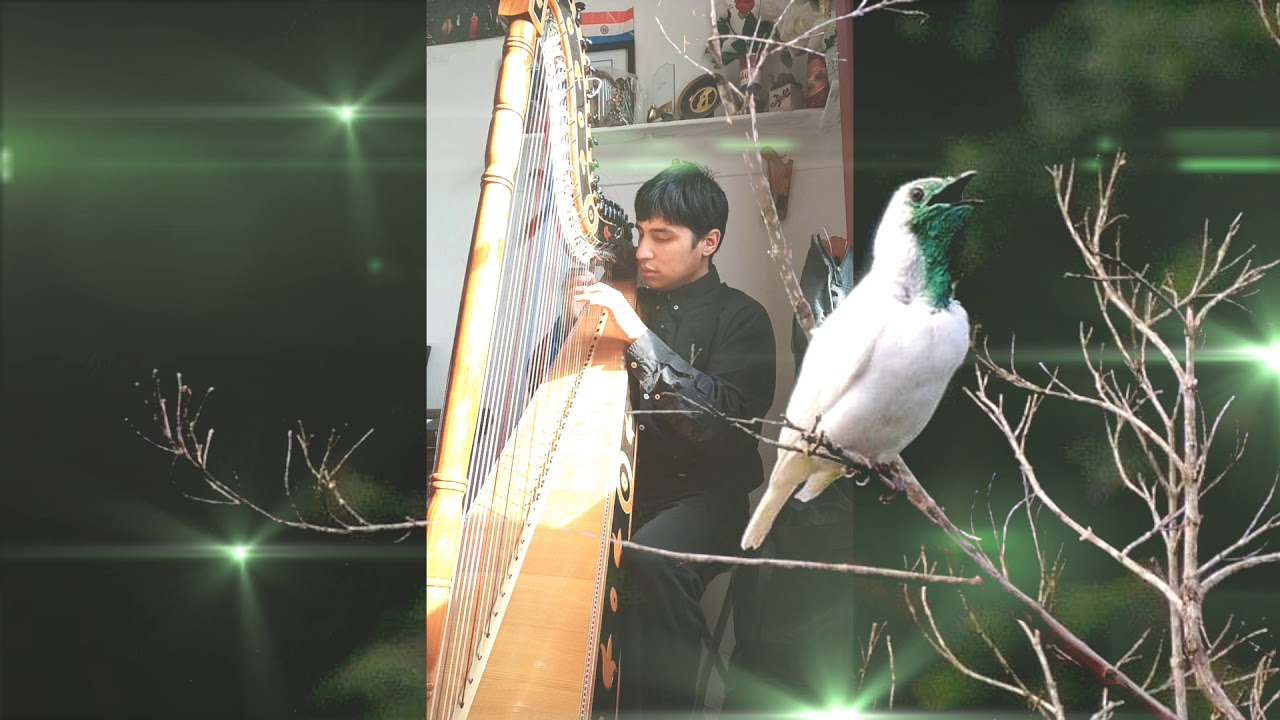 Pájaro Campana En Arpa y Guitarra