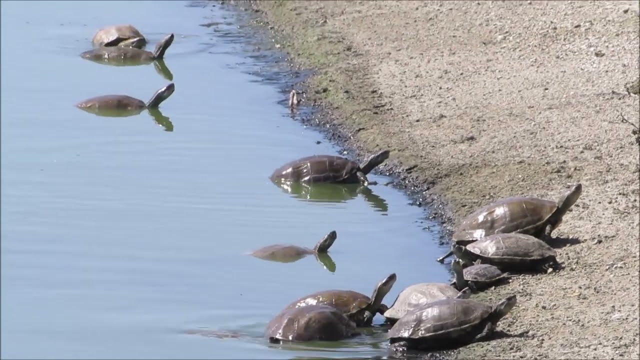 Caspian turtle (Mauremys rivulata) - &Gamma;&rho;&alpha;&mu;&mu;&omega;&tau;ή &Nu;&epsilon;&rho;&omicron;&chi;&epsilon;&lambda;ώ&nu;&alpha; &gamma;&lambda;&upsilon;&kappa;&omicron;ύ &nu;&epsilon;&rho;&omicron;ύ -Mia Milia 3/5/2023 - Cyprus.