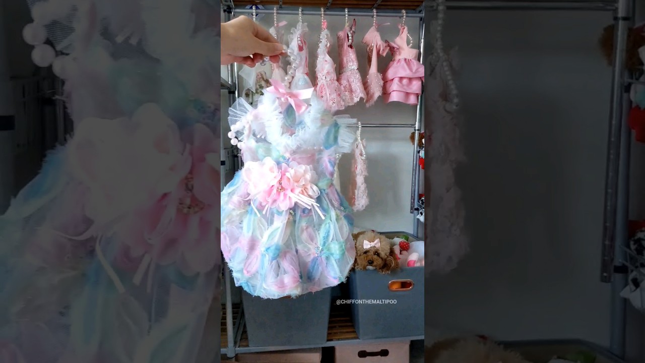 Filling up my dog's closet like.. #shorts #dog #fashion