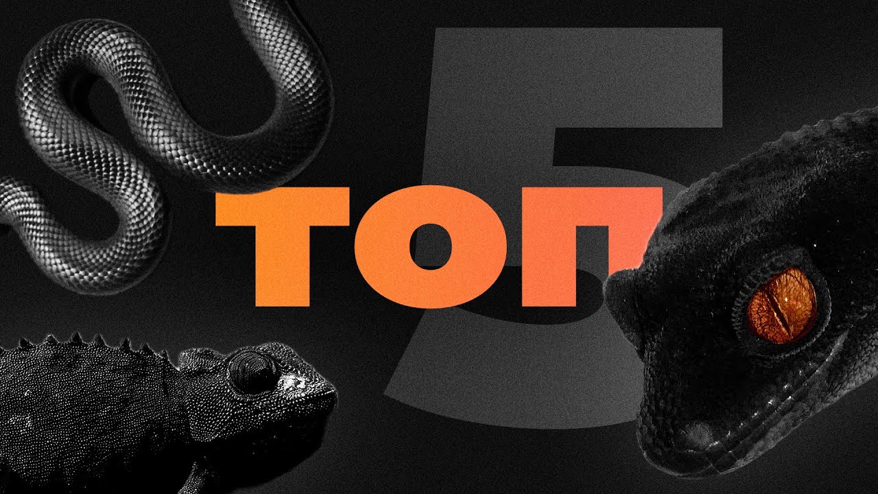 ТОП 5 Ч&Euml;РНЫХ рептилий для содержания ДОМА!