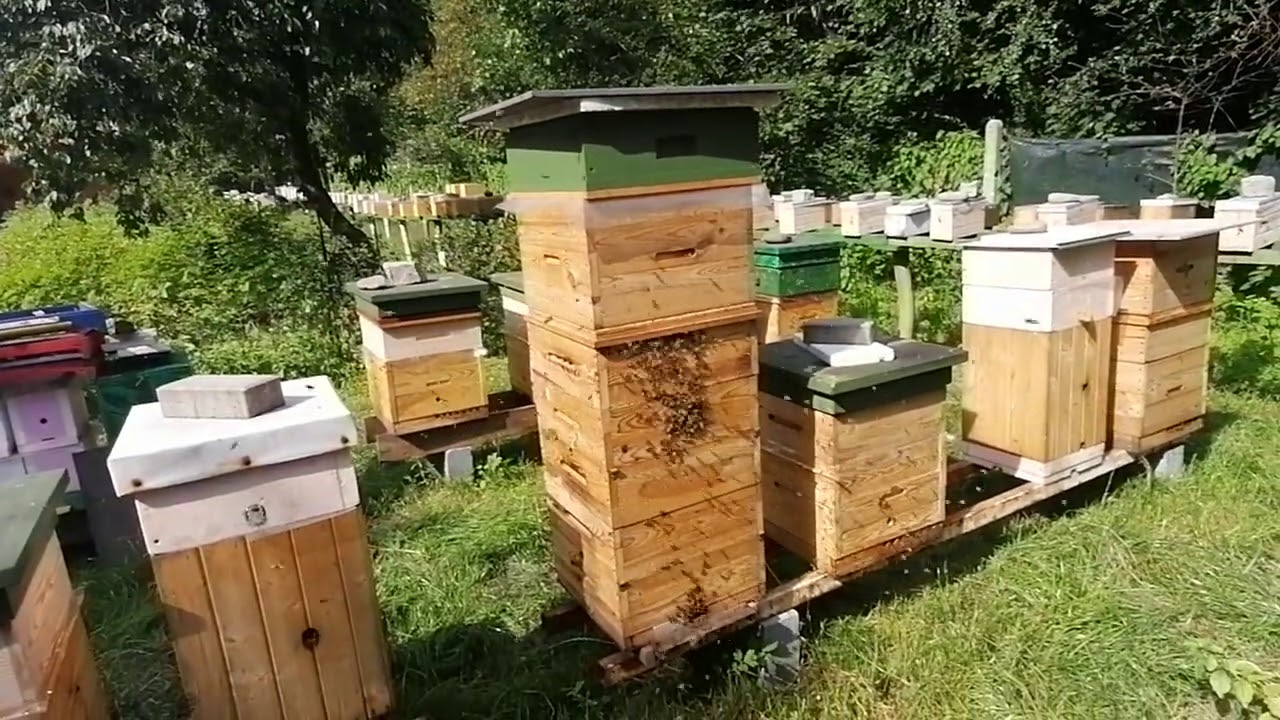 Jak rozpoznać rabunek od oblotu pszcz&oacute;ł.