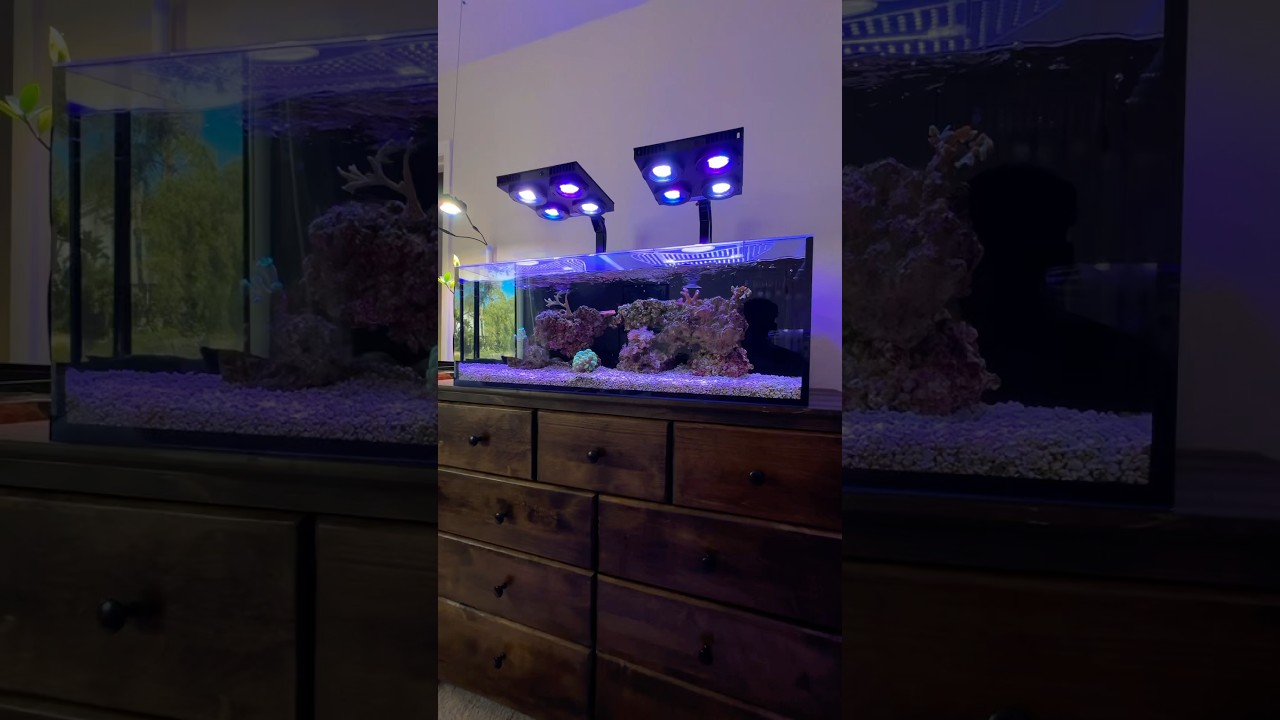 Самые стрессовые ситуации в рифоводстве!