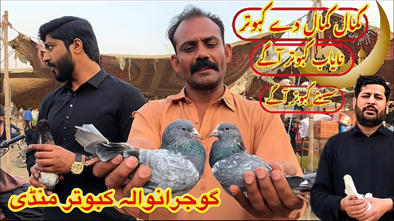 Gujranwala Kabutar Mandi || Ep 212 || گوجرانوالہ کبوتر منڈی 