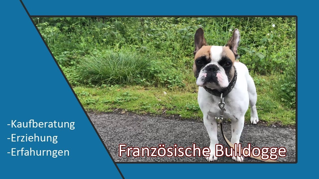 Französische Bulldogge | Ist das der richtige Hund für mich ? Meine Erfahrungen